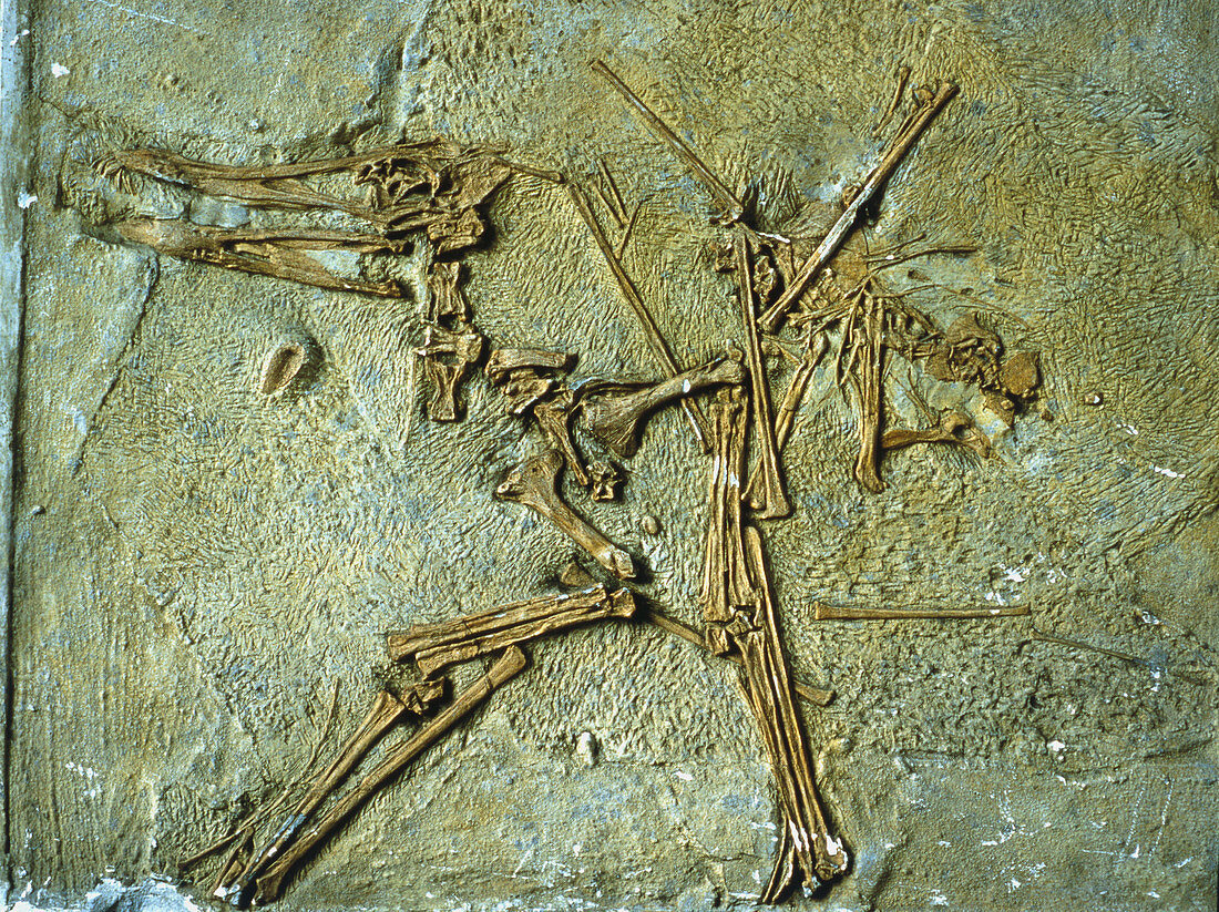 Fossil remains of the Pterodactyl