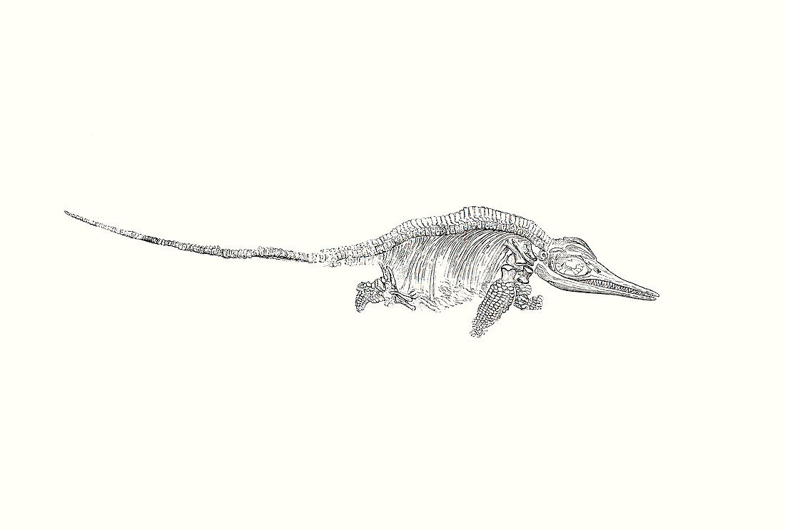Drawing of skeleton of Ichthyosaurus communis