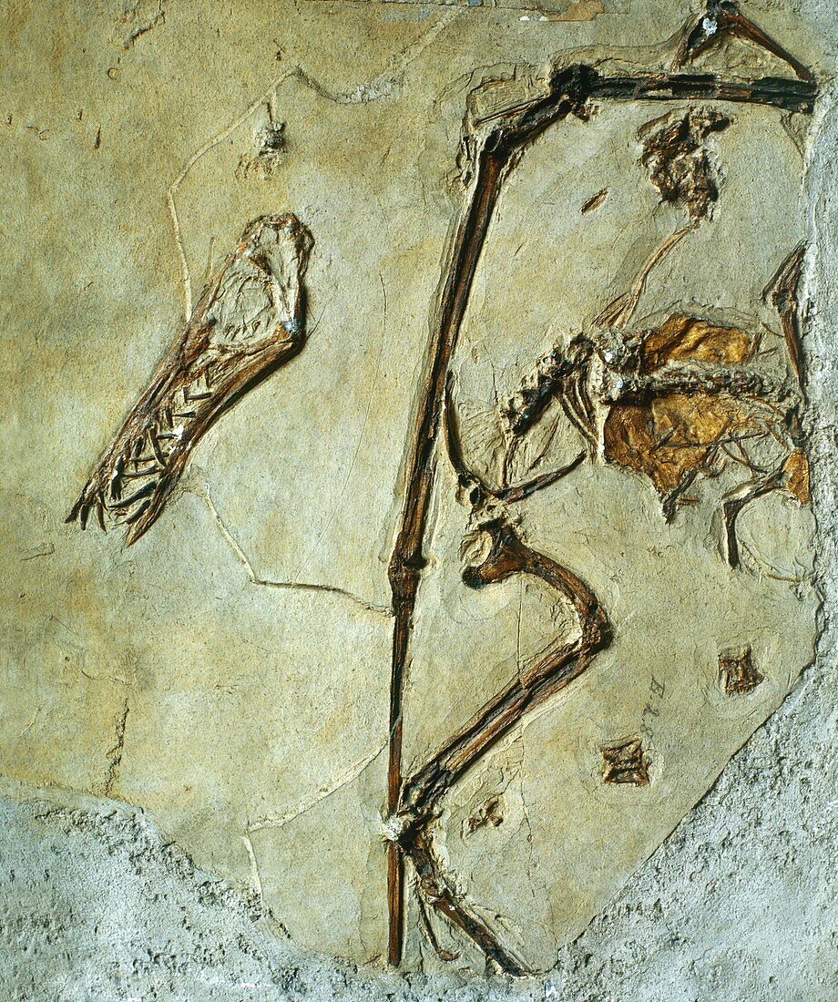 Fossil of the pterodactyl,Rhamphorynchus