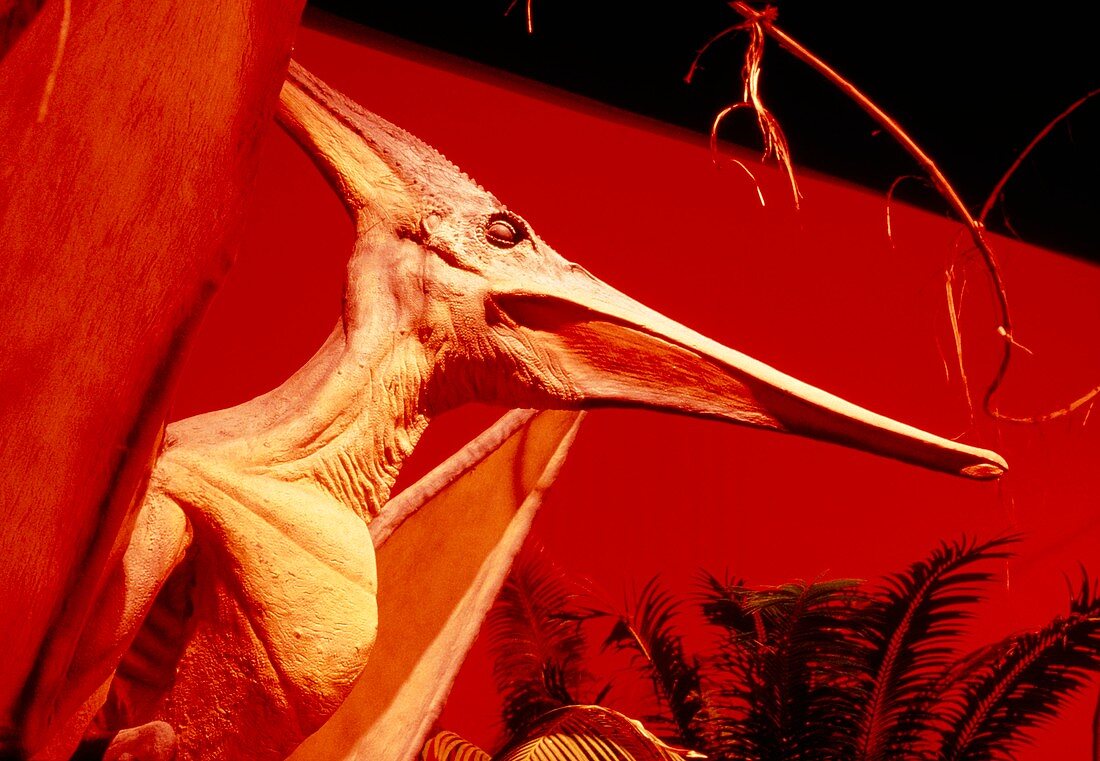 Reconstruction of dinosaur Pteranodon
