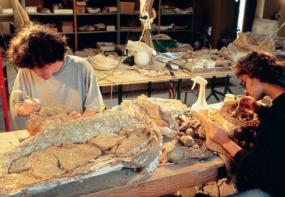 Palaeontologists cleaning fossils in laboratory