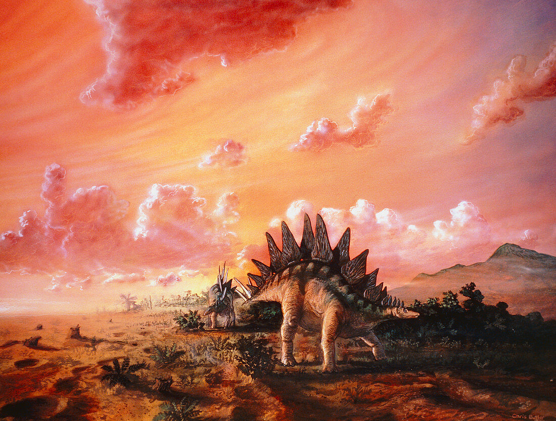 Artwork of Stegosaurus dinosaurs