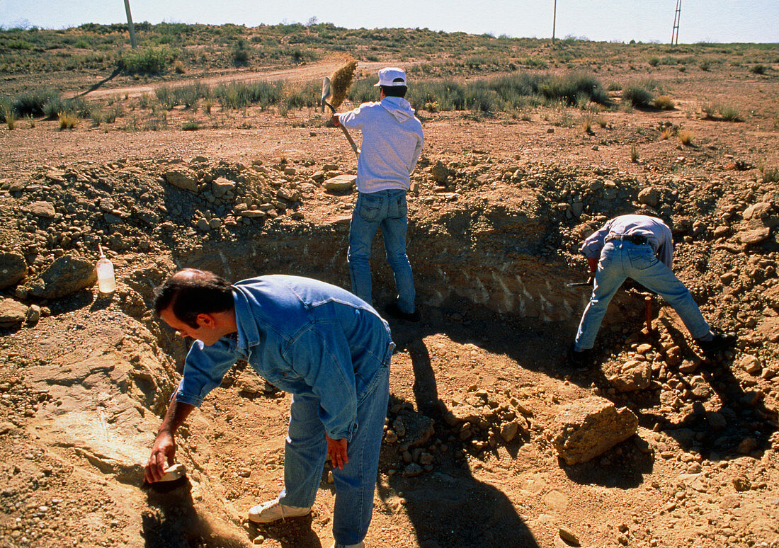 Site where biggest dinosaur was found,Argentina