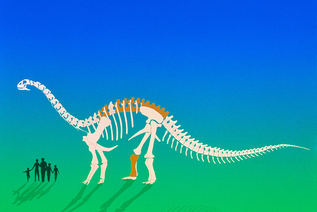 Artwork of Argentinosaurus dinosaur skeleton