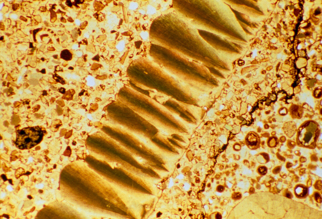 Dinosaur egg shell,light micrograph