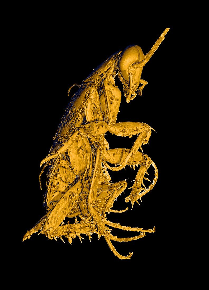 Prehistoric cockroach,3-D CT scan
