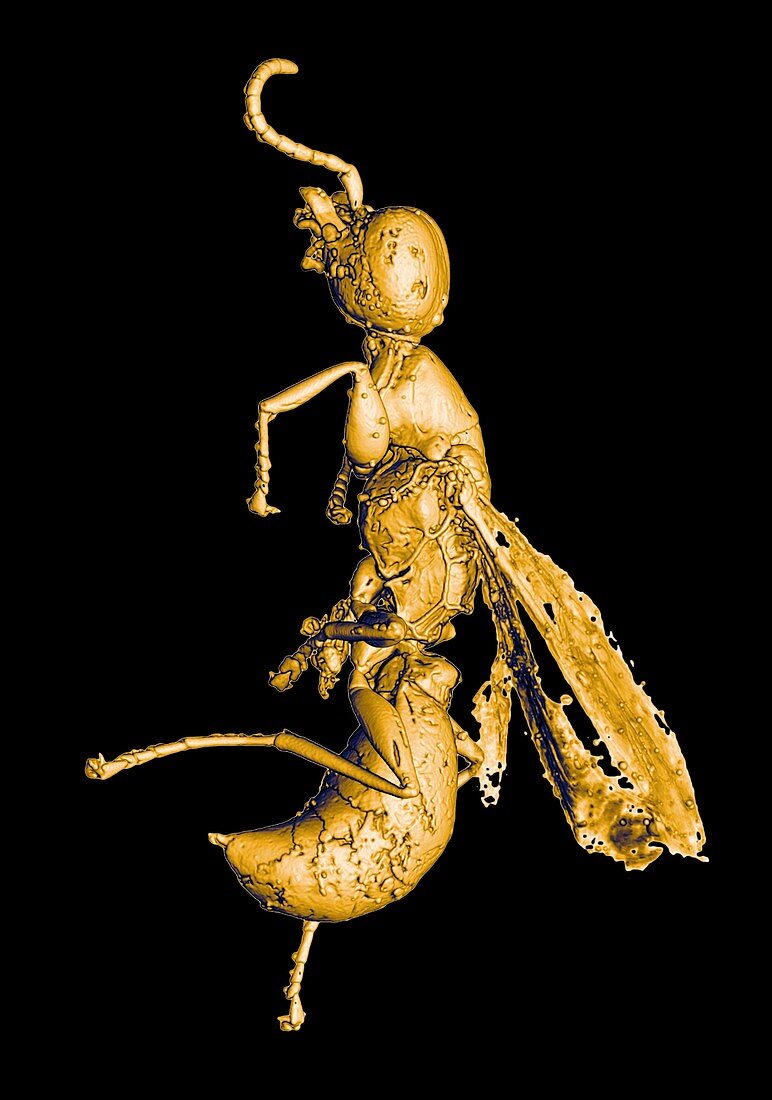 Prehistoric wasp,3-D CT scan