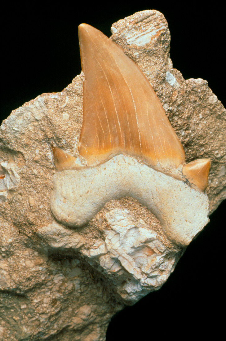 Fossilised shark's tooth