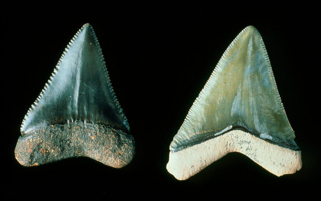 Two fossilised teeth from a great white shark