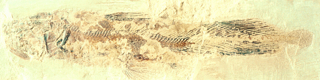 Coelacanth fossil