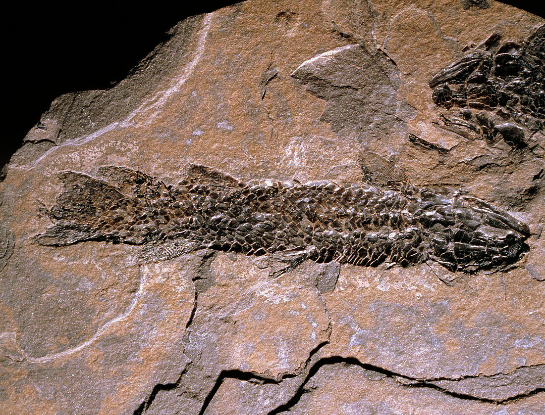 Primitive fossil fish,Osteolepis macrolepidotuss