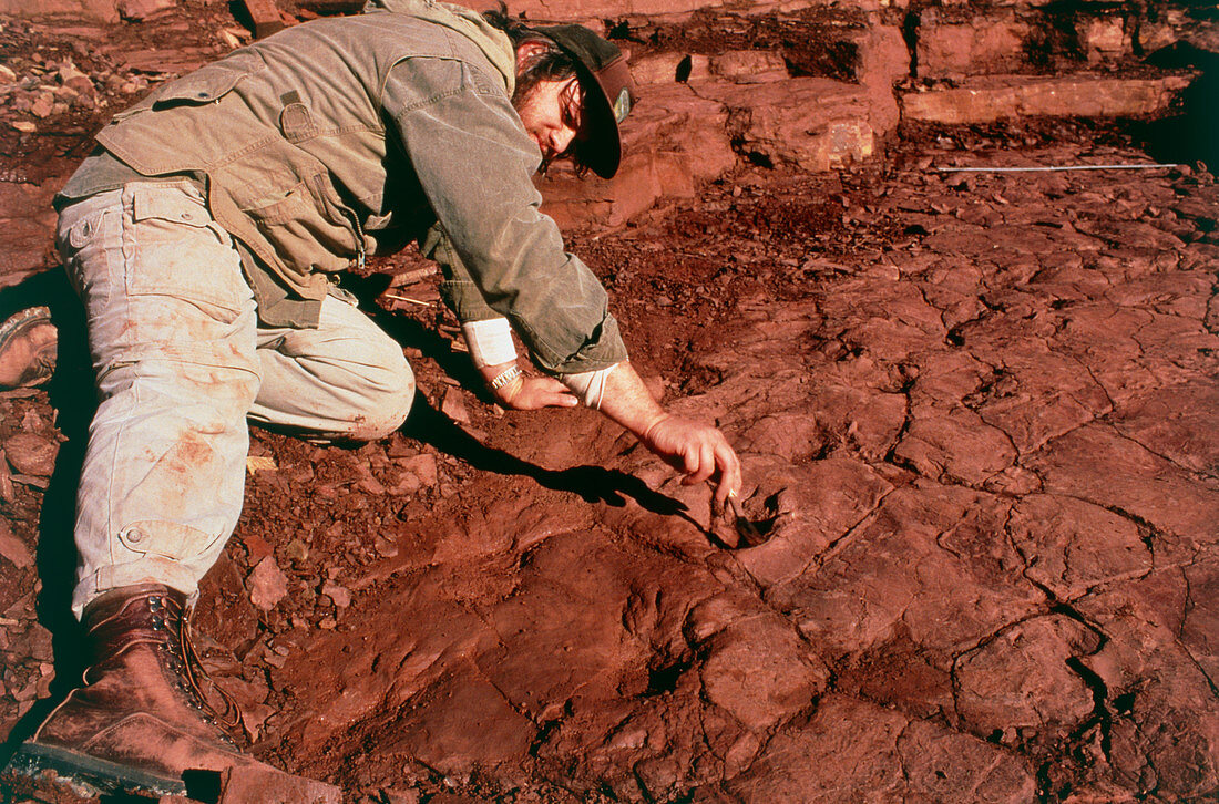 Palaeontologist with paleozoic amphibian tracks