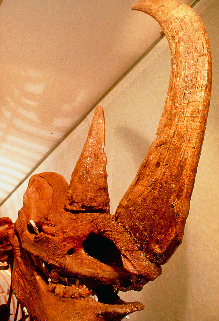 Fossil skull and horns of the woolly rhinoceros