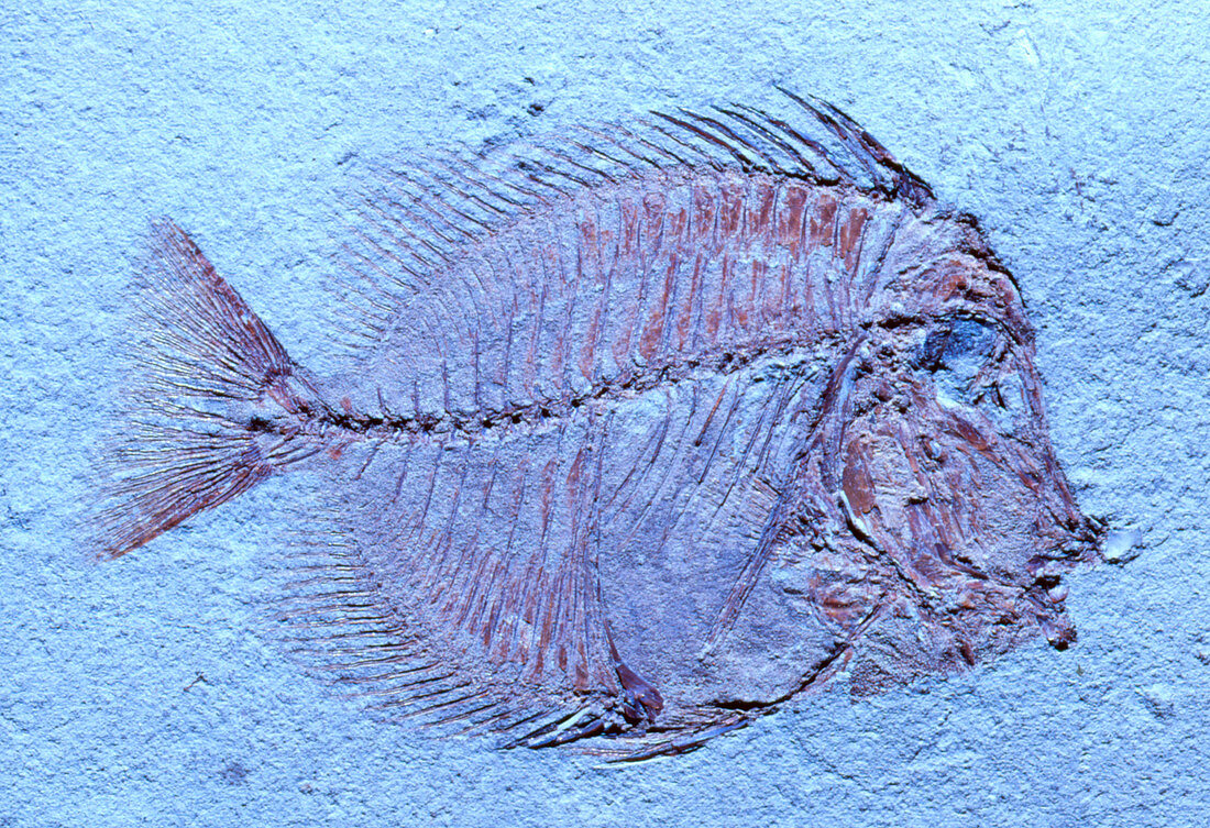 Fossil unicorn fish from Eocene period