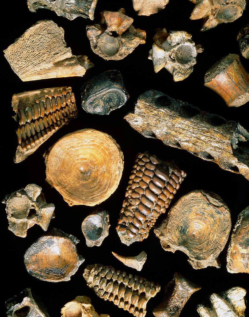 Assortment of fish fossils from the Paleocene