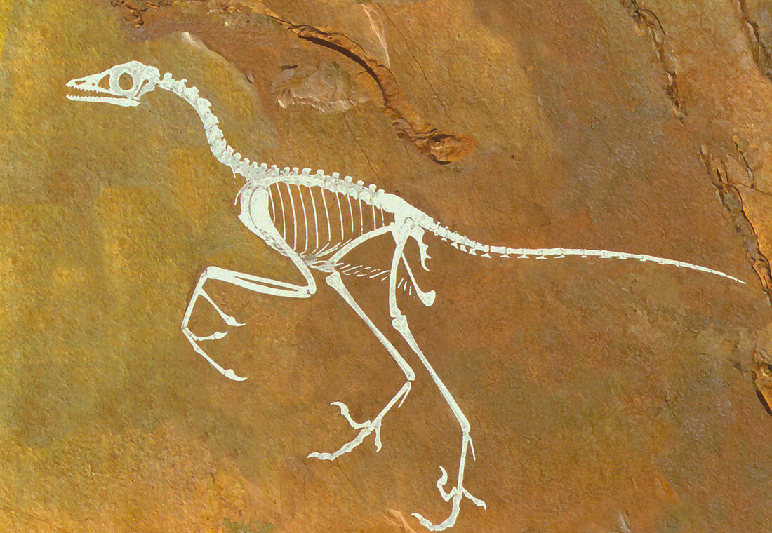 Fossil of Archaeopterix,one of the first birds
