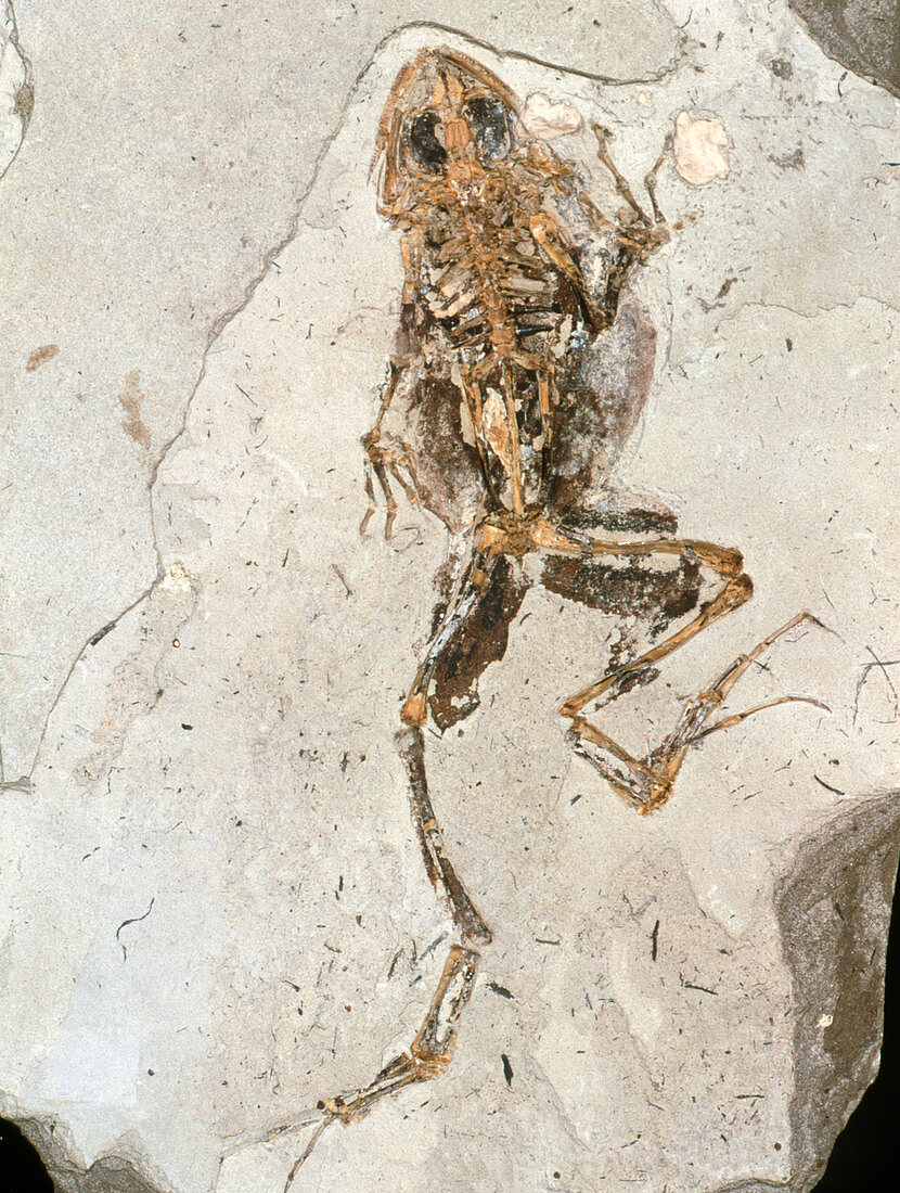 Fossilised frog embedded in rock