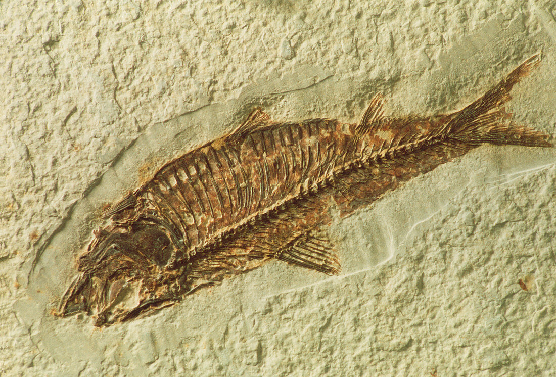 Fossil Knightia sp. fish