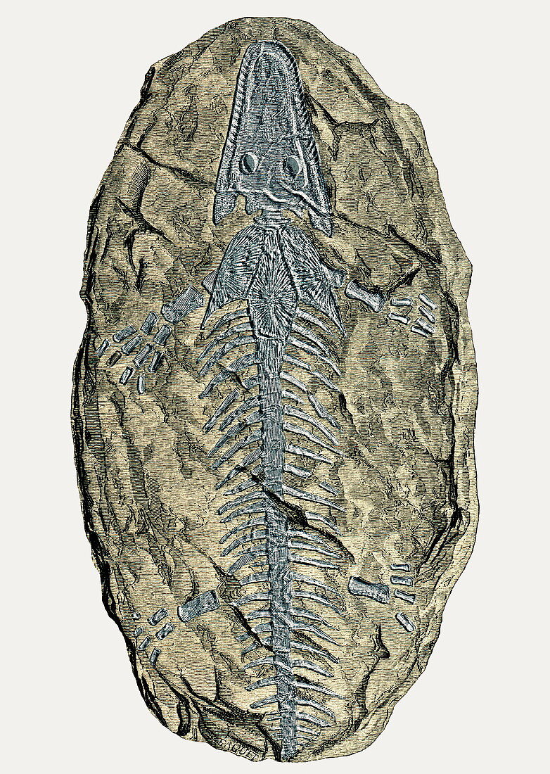Archegosaurus decheni,amphibian fossil