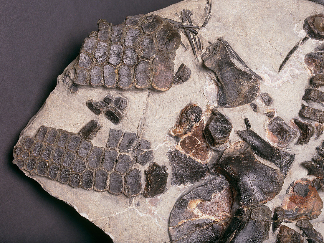 Fossilised ichthyosaur paddles