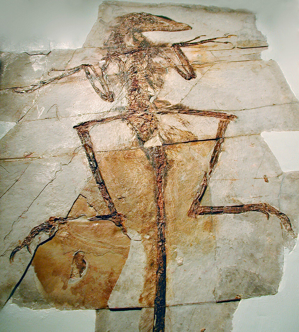 Feathered dinosaur fossil