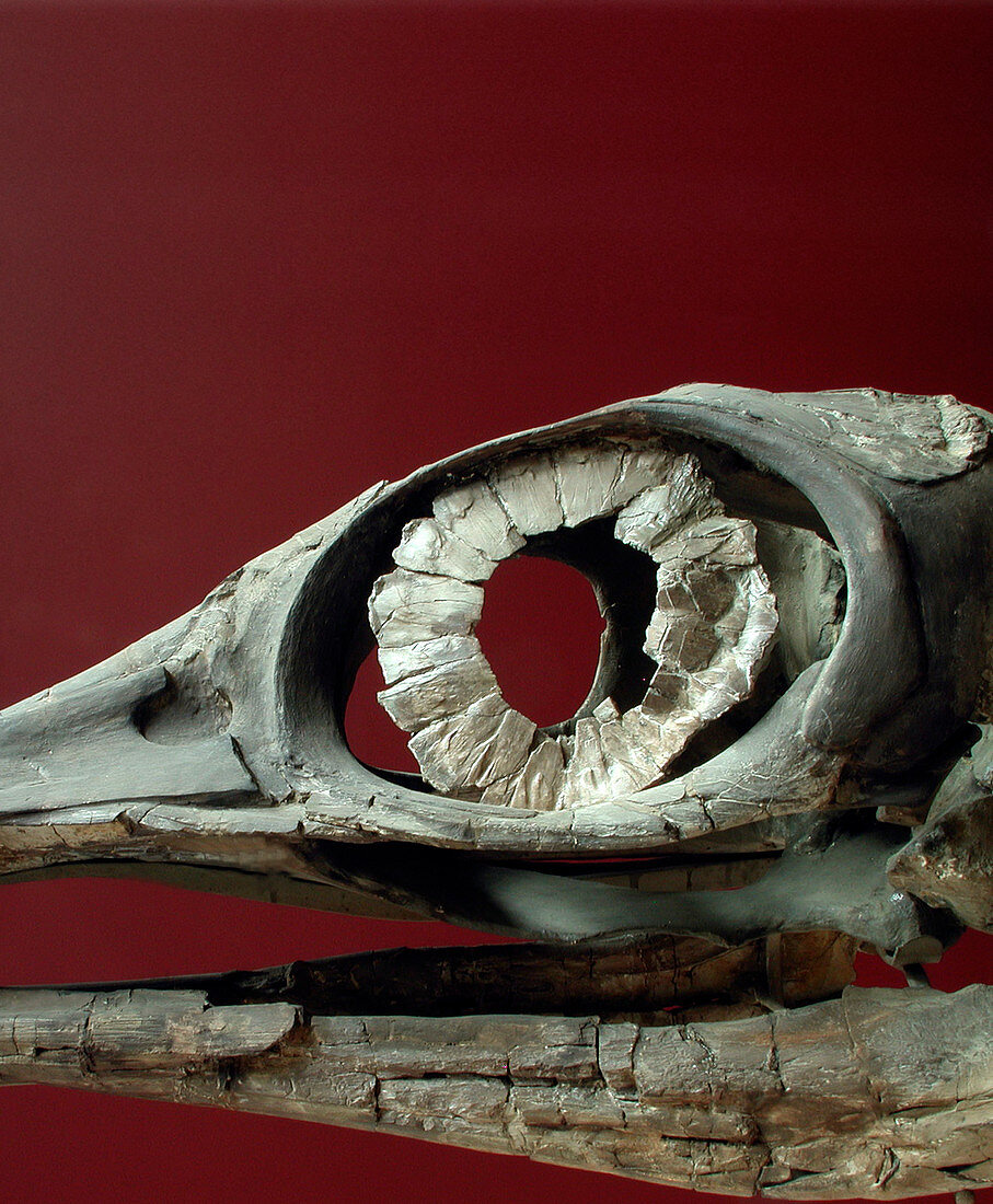 Fossilised ichthyosaur skull