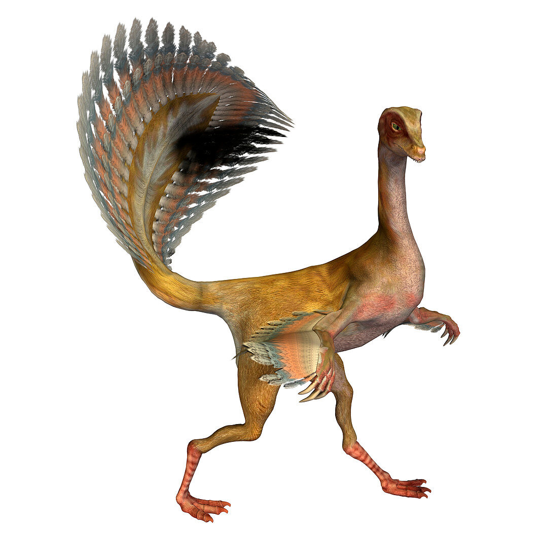 Caudipteryx dinosaur
