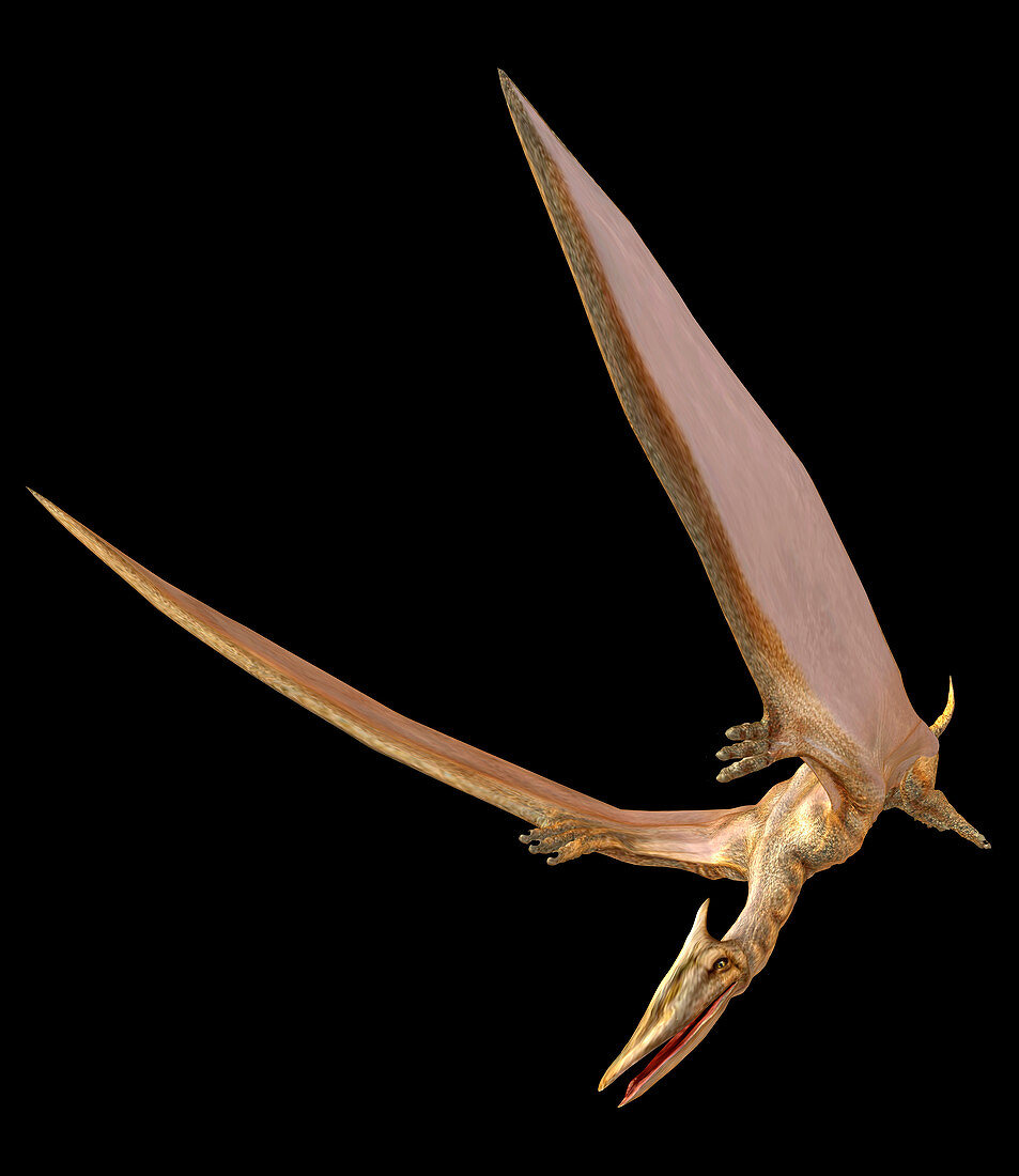 Pterosaur flying,computer artwork