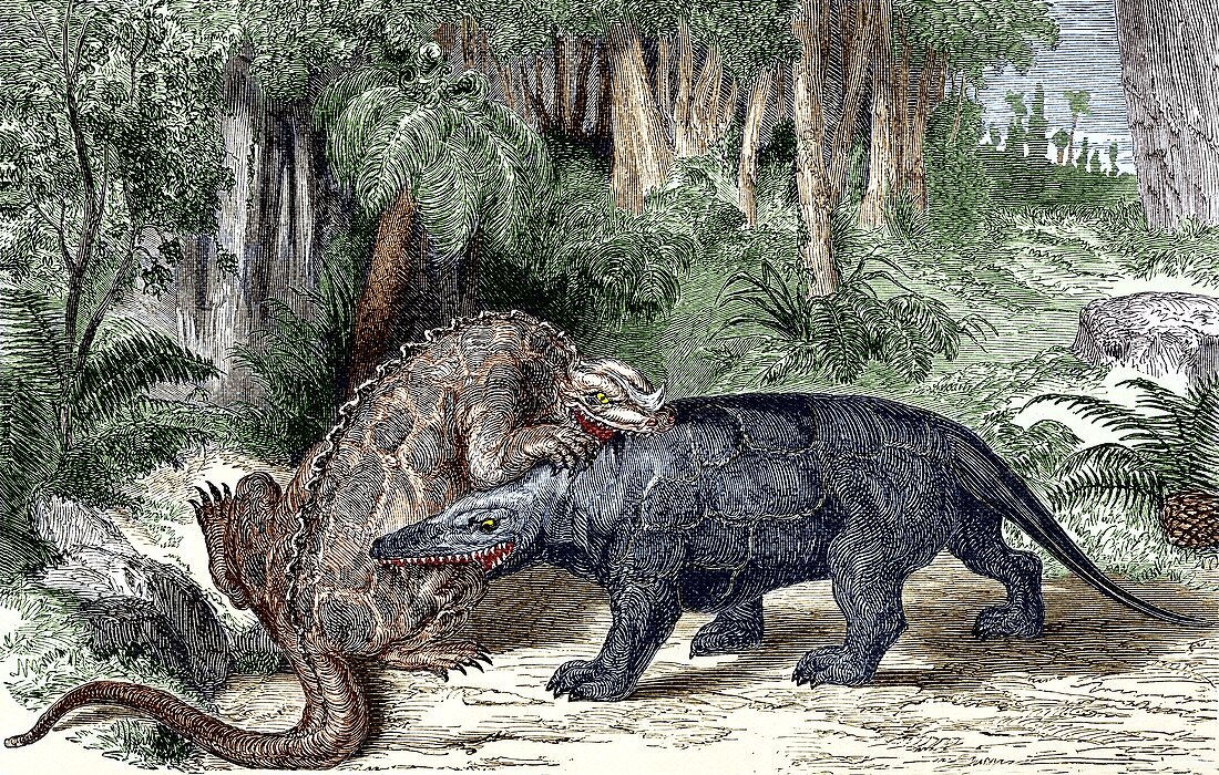 Iguanodon and Megalosaurus dinosaurs