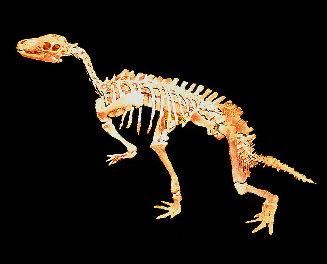 Enhanced image of a Camptosaurus dinosaur skeleton