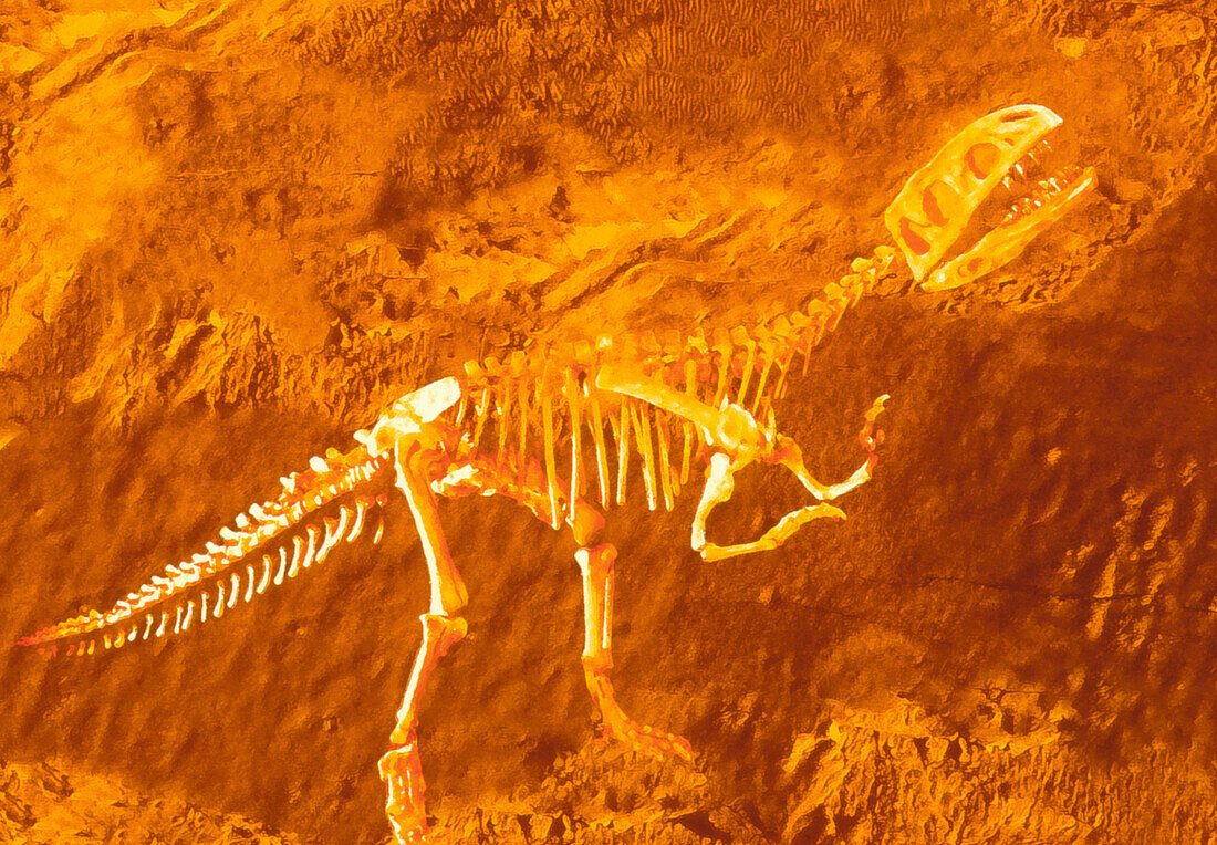 Enhanced image of a Gasosaurus dinosaur fossil