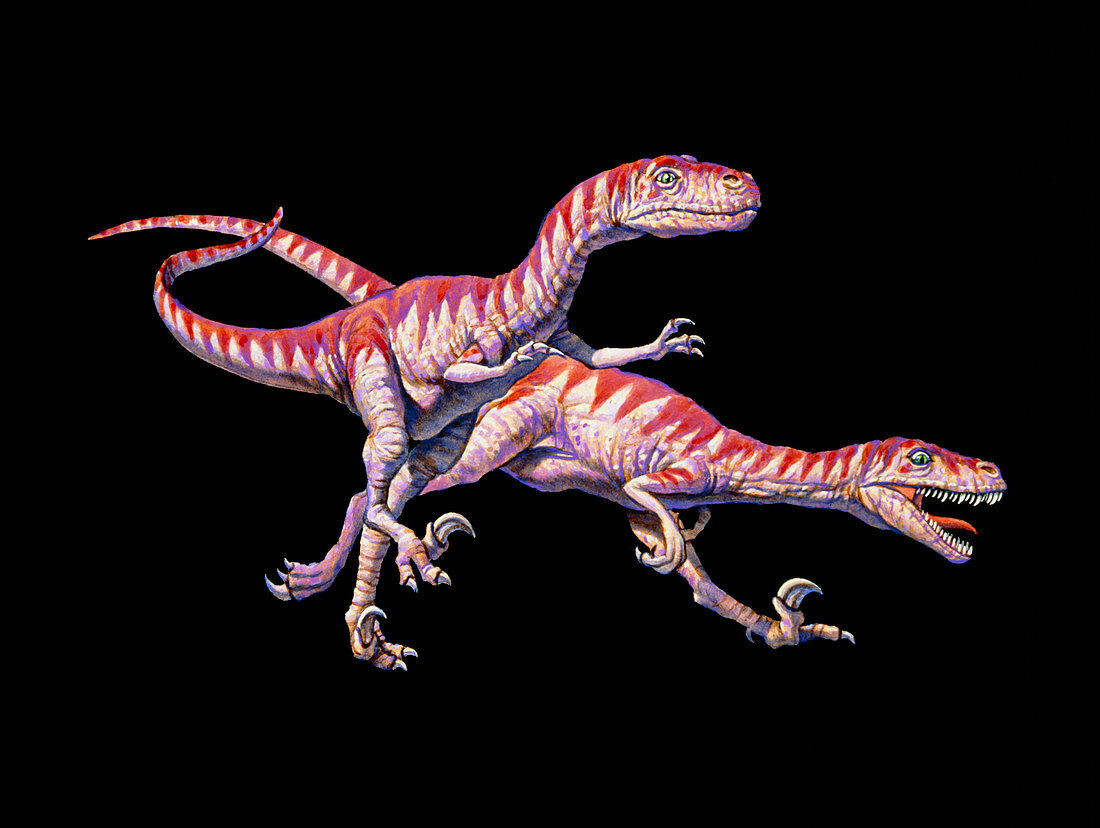 Artwork of two Deinonychus dinosaurs