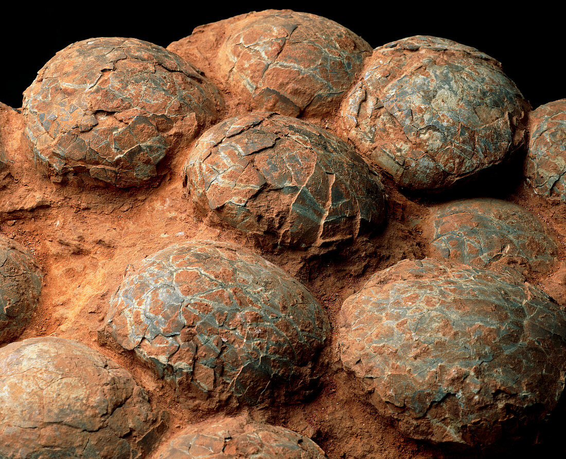 Dinosaur eggs