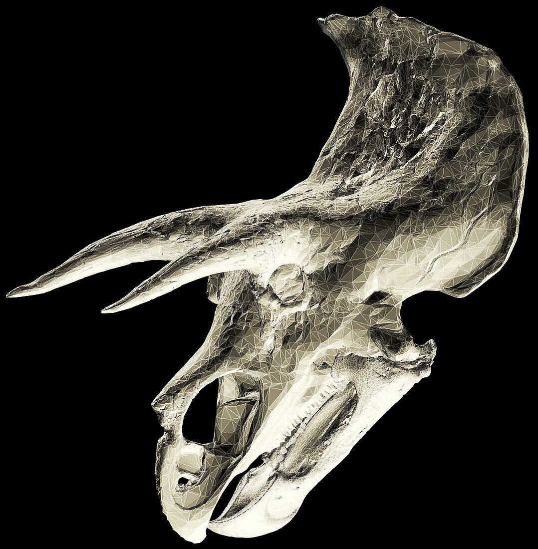 Triceratops dinosaur skull