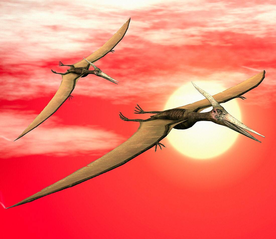 Flying pteranodons