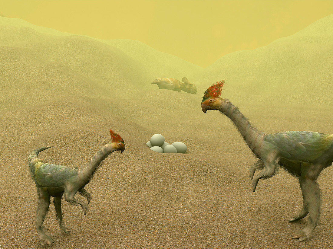 Oviraptor dinosaurs