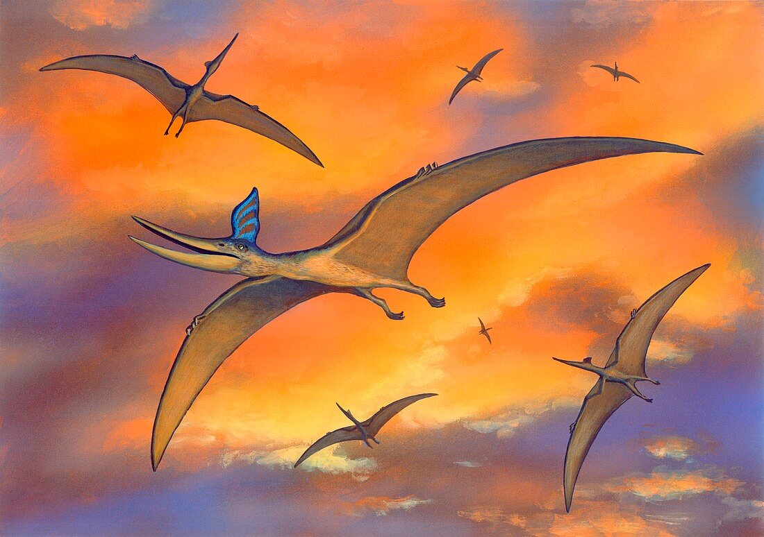 Pterosaur flying reptiles,artwork