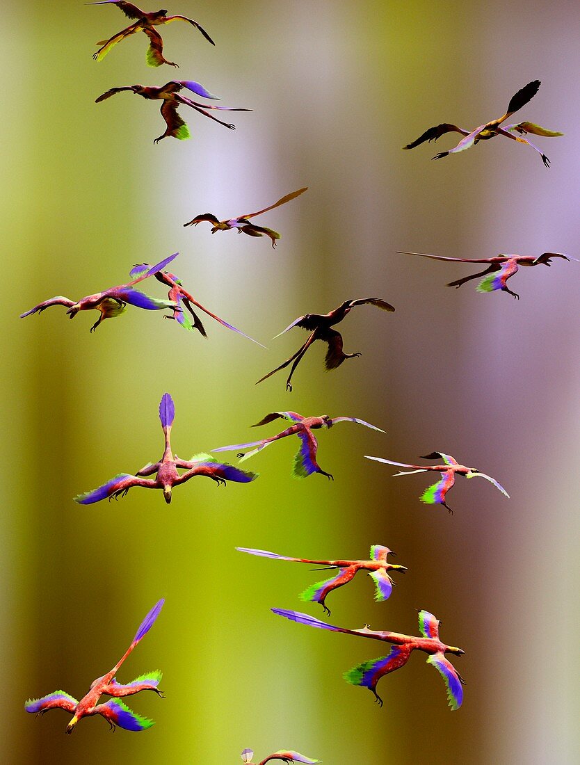 Microraptor dinosaurs flying,artwork