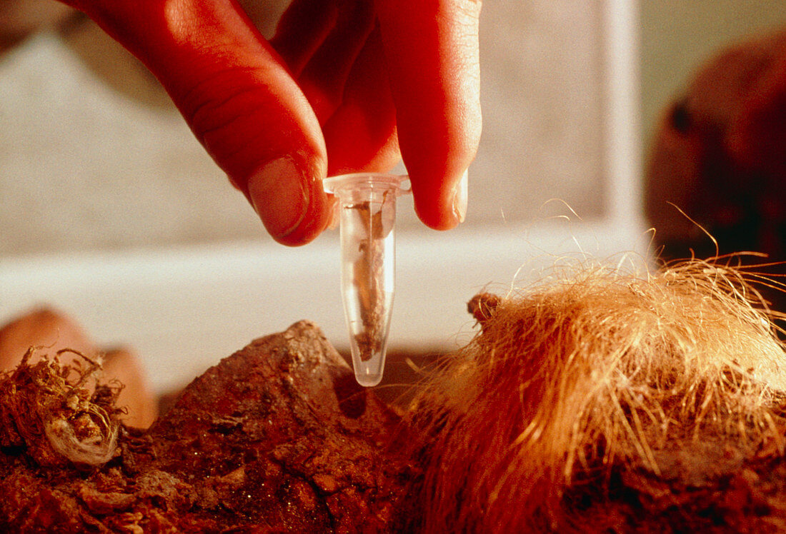 Hand holding tissue sample from woolly mammoth