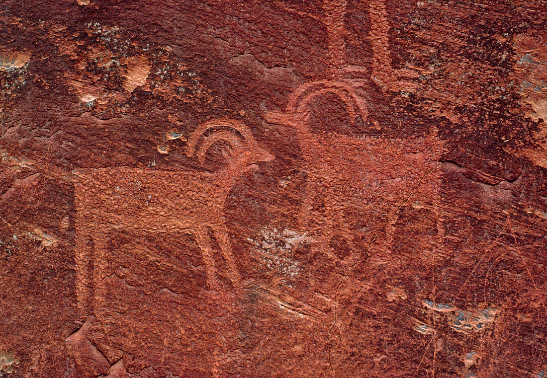 Petroglyphs at Capital Reef National Park,Utah