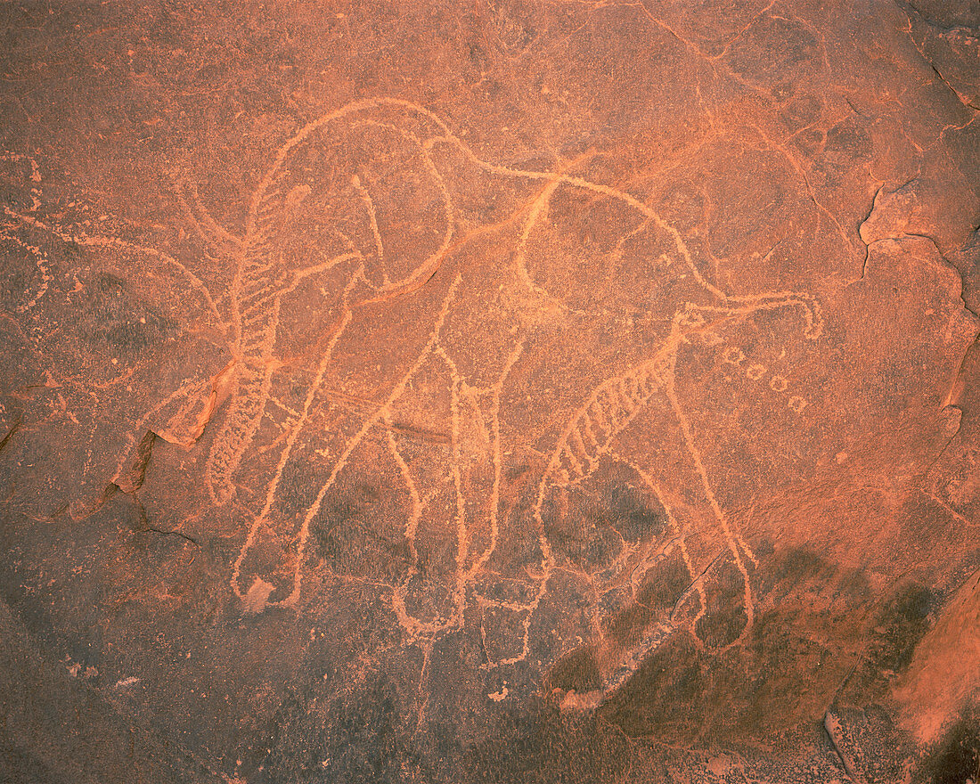 Elephant petroglyph