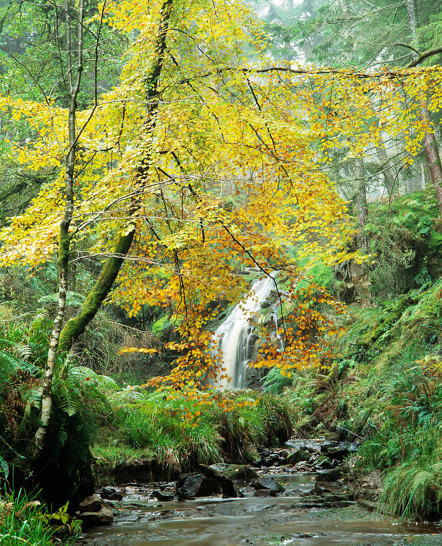 Woodland waterfall