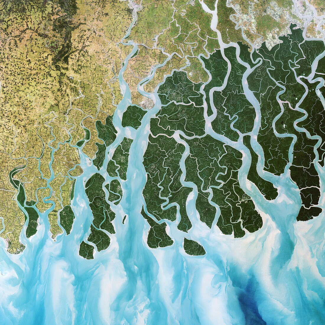 Ganges River delta,India