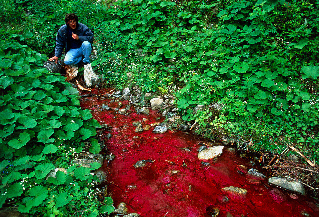 Hydrologist studying river coloured with dye