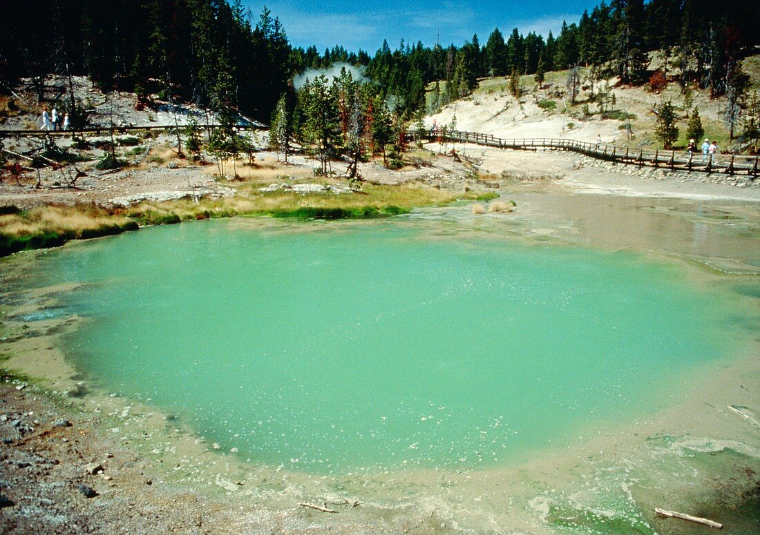 Blue-green algae in a hot spring thermal pool