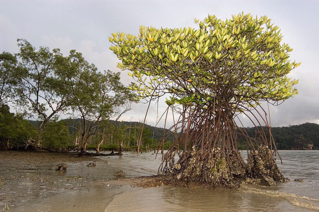 Mangrove tree and roots