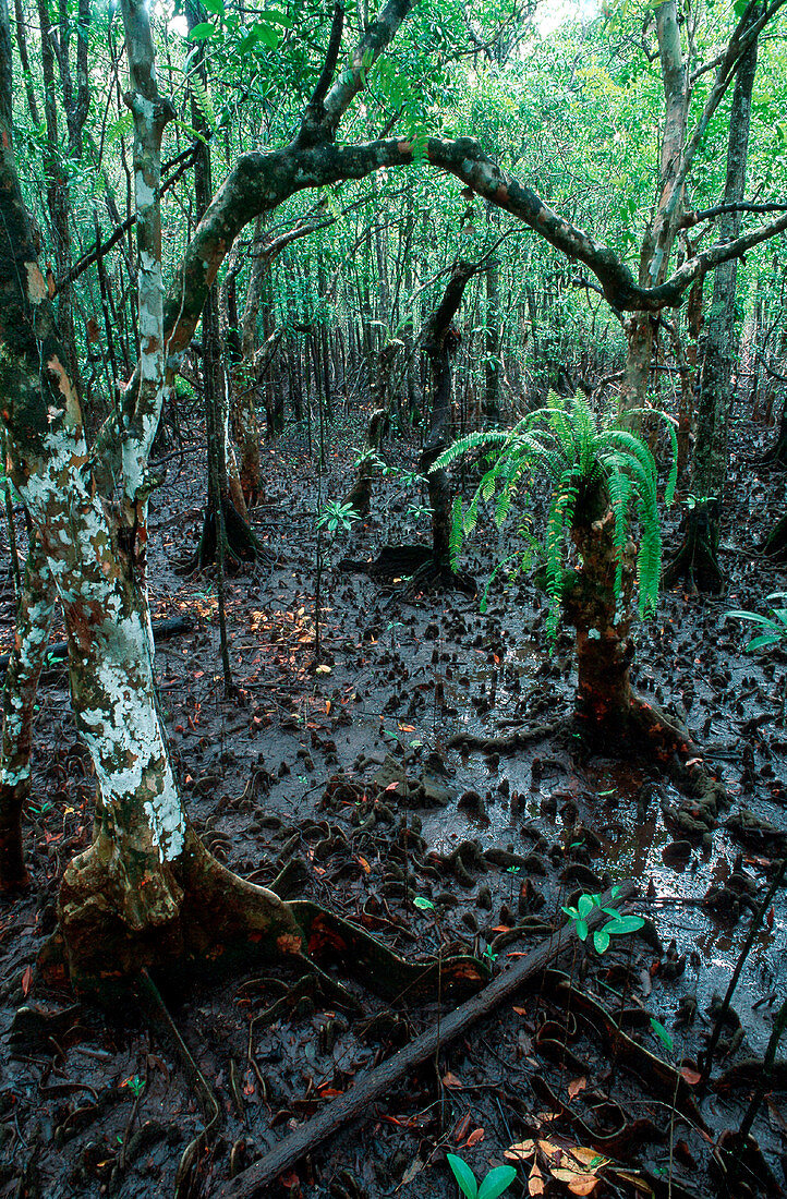 Mangrove swamp,Australia