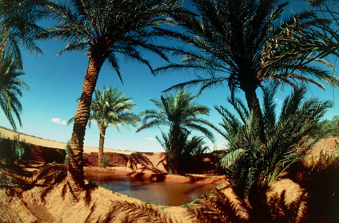 Oasis on the road south of Adrar,Algeria