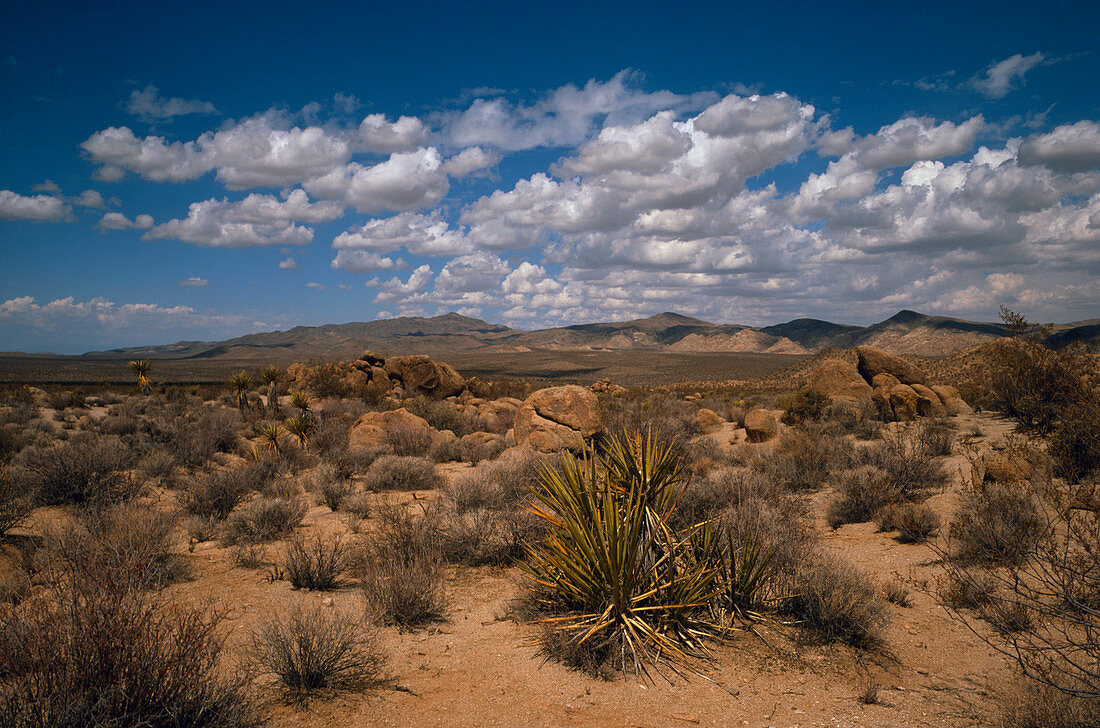 Landscape of the Mojave Desert,California