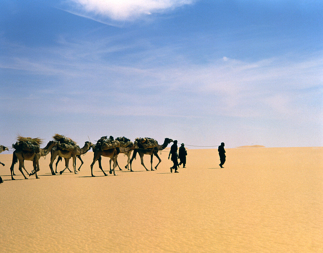 Camel caravan in Western Tenere desert,Niger